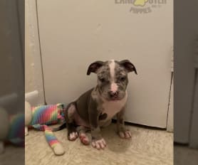 Tricolor pitbull puppy for sale shop
