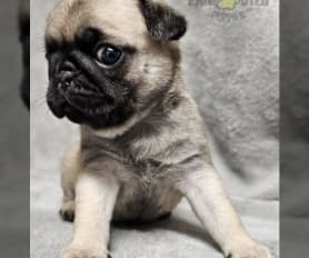Pedigree pug puppies for sale cheap