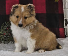 Shetland Sheepdog Puppies for Sale Lancaster Puppies