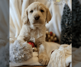 Straight hair labradoodle puppies for sale online