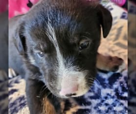 Champdogs border collie puppies for sale 2025