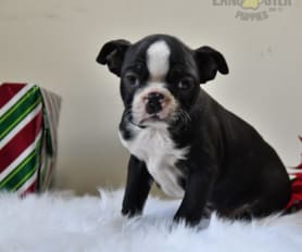 Boston Terrier Puppies for Sale Lancaster Puppies