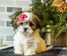 Teddy Bear Puppies for Sale Lancaster Puppies