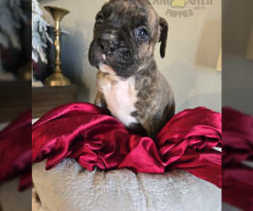 Pedigree boxer puppies for sale sales