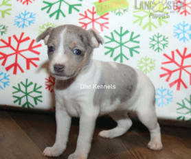 Toy rat terrier puppies hot sale