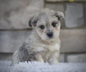 Toy schnoodle puppies for sale near me clearance