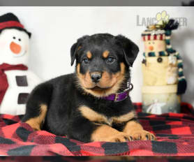 Rottweiler Puppies for Sale in OH Lancaster Puppies
