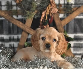 Cookie spanish dog sales