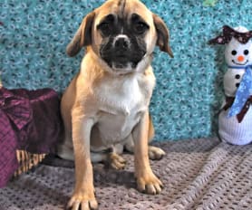 Toy puggle puppies for sale shop