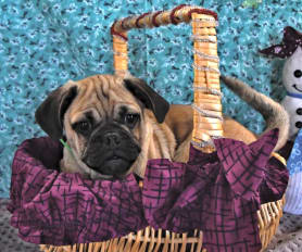Pug Puppies for Sale Lancaster Puppies