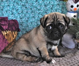 Pug Puppies for Sale Lancaster Puppies