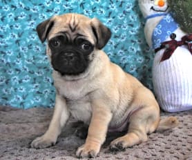Toy pugs for sale near me online