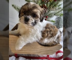 Shichon for sale 2025