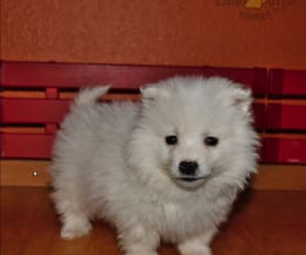 American Eskimo Puppies for Sale Lancaster Puppies
