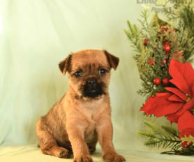 Pug mix puppies for sale new arrivals