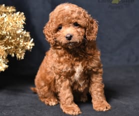 Small non shedding puppies for sale hotsell