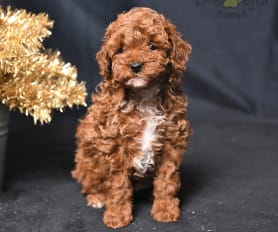 Toy poodle puppies for sale near me hot sale