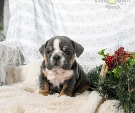 Small pedigree puppies for sale hotsell