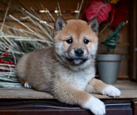 Shiba Inu Puppies for Sale Lancaster Puppies