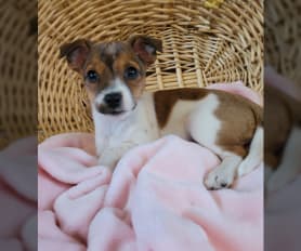 Rough haired jack russell puppies for sale hot sale