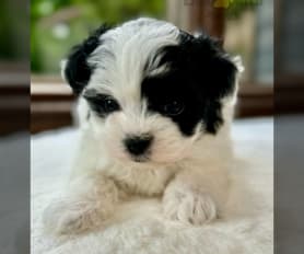 Small breed puppies for sale store