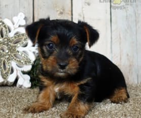 Yorkshire Terrier Puppies for Sale Lancaster Puppies