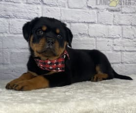 Rottweiler pedigree for sale shop
