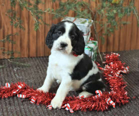 Small springer spaniel puppies for sale hot sale
