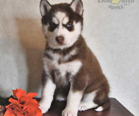 Siberian husky wooly puppies for sale online