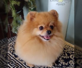 Short hair pomeranian puppies for sale on sale