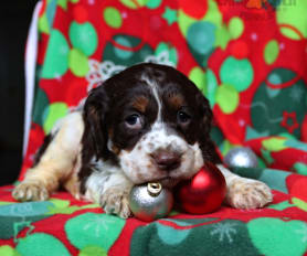 Toy springer spaniel puppies for sale hotsell