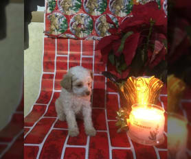 Toy french poodle puppies for sale deals