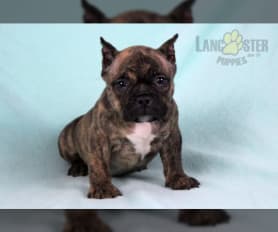Standard bully puppies for sale hot sale
