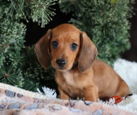 Toy dachshund for sale online