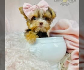 Teddy bear morkie puppies for sale hotsell