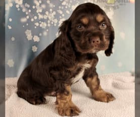 Cookie spanish dog sales
