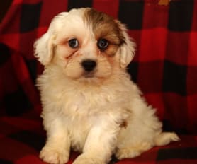 Miniature teddy bear puppies for sale shop
