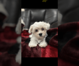 Teddy Bear Puppies for Sale Lancaster Puppies