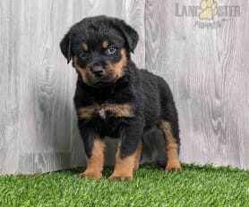 Grizzy - Rottweiler Puppy for Sale in New Haven, IN | Lancaster Puppies