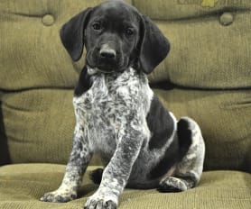 German Shorthaired Pointer Puppies for Sale | Lancaster Puppies