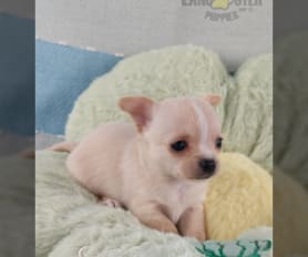 Mabel - Chihuahua Puppy for Sale in Brooksville, KY