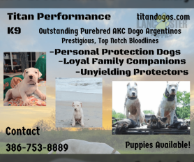 Dogo Argentino puppies for sale in Panama City, FL - Tangos Cash