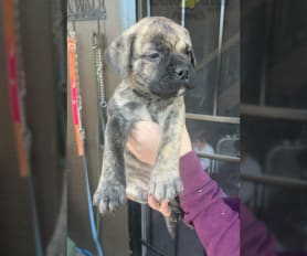 Puppy | Lancaster Puppies