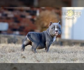 American Bully Puppies for Sale | Lancaster Puppies