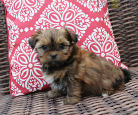 Shorkie Face Cover - Daisy Shorkie Face Cover - Daisy