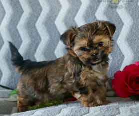 Shorkie Face Cover - Daisy Shorkie Face Cover - Daisy