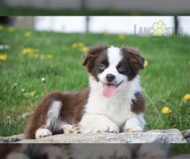 mini aussie puppies for sale $500