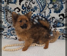 what do you call a yorkie pomeranian mix