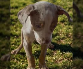 Catahoula Leopard Dog puppies for sale in Altha, FL - Riley