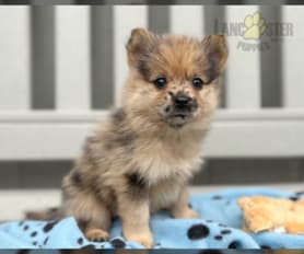 what do you call a yorkie pomeranian mix